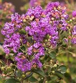 A close up of a bush with purple flowers and green leaves.