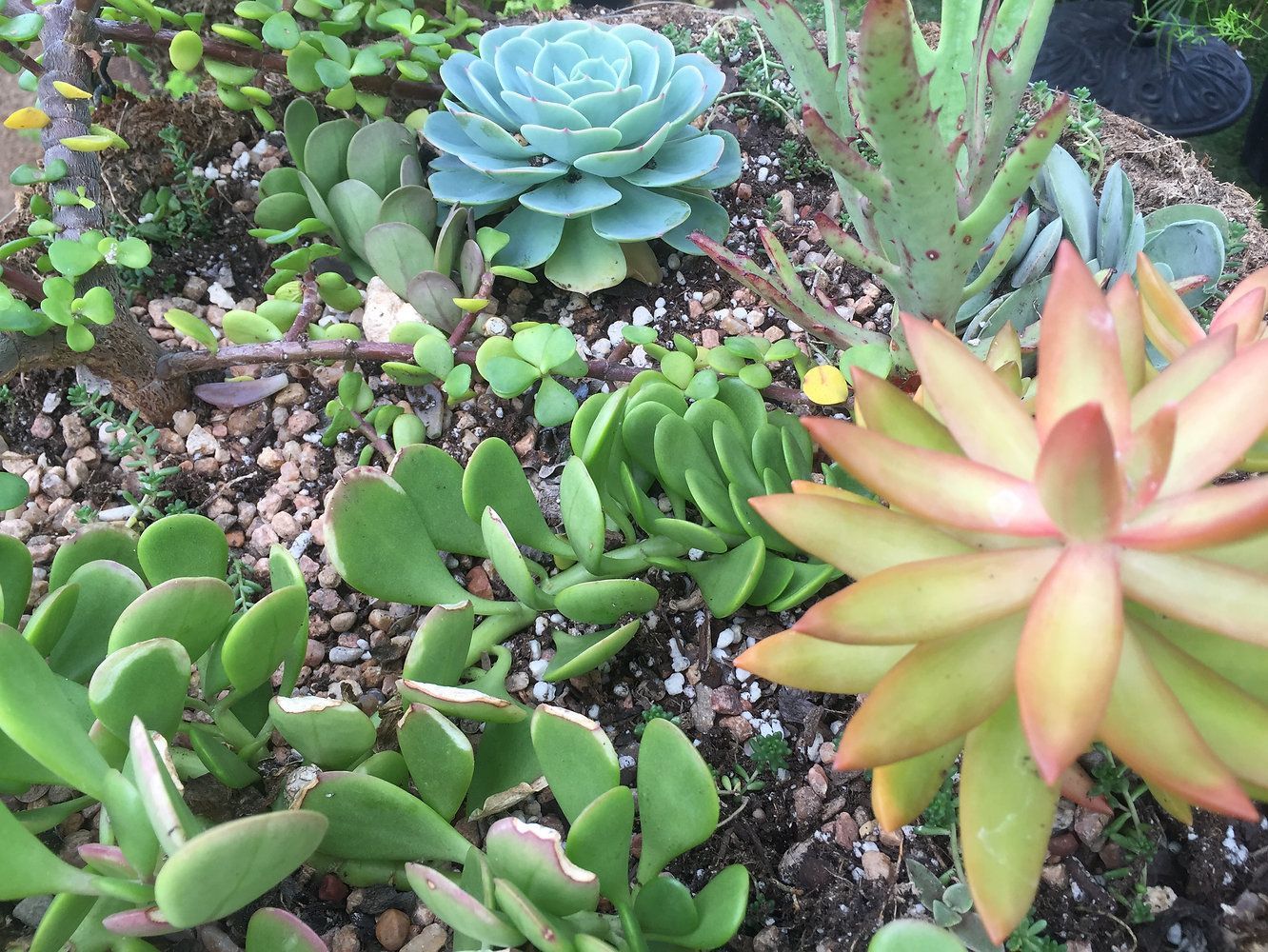 A variety of succulents are growing in a garden