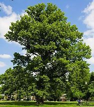 A large tree with lots of green leaves is in a park.