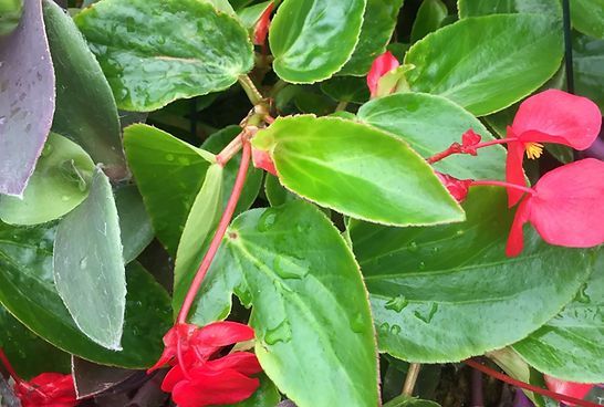 A close up of a plant with red flowers and green leaves