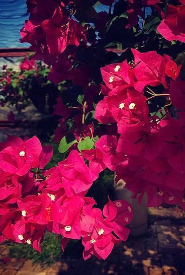 A bunch of pink flowers are growing on a tree