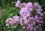 A close up of a bunch of purple flowers on a tree branch.