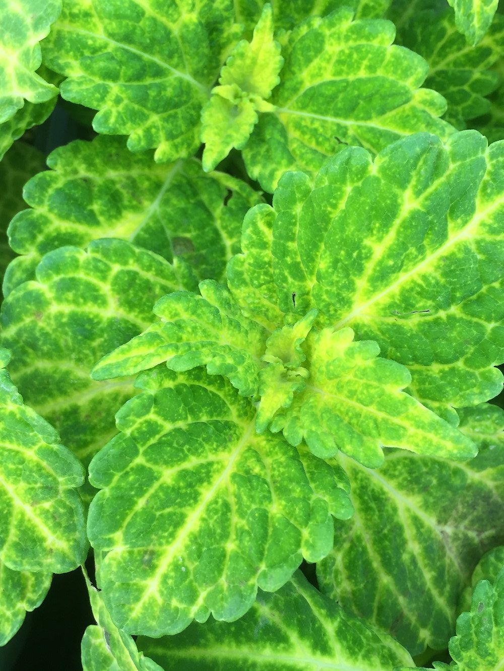 A close up of a plant with green and yellow leaves.