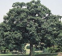 A large tree with lots of leaves is in a park.