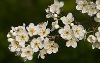 A close up of a bunch of white flowers on a tree branch.