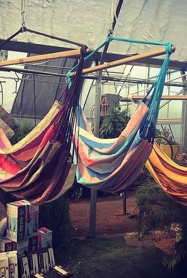 A bunch of hammocks are hanging in a greenhouse