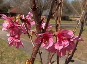 A close up of pink flowers on a tree branch.