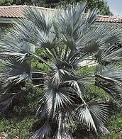 A palm tree is growing in the grass in front of a house.