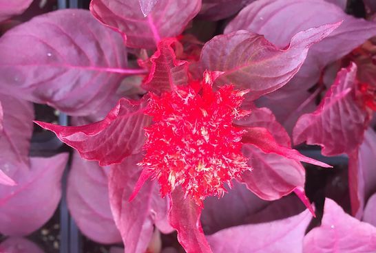 A close up of a pink flower with a red center