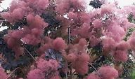 A close up of a tree with pink flowers and green leaves.