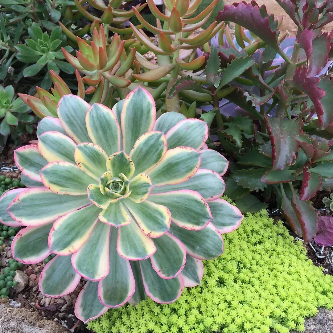 A green plant with pink edges is surrounded by other plants