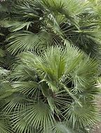 A close up of a palm tree with lots of leaves.