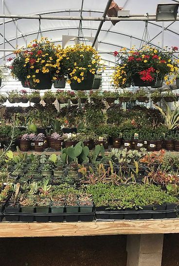 A greenhouse filled with lots of potted plants and flowers.