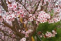 A close up of a cherry blossom tree with pink and white flowers.