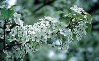 A close up of a tree branch with white flowers and green leaves.