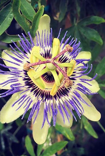 A close up of a purple and yellow flower with green leaves
