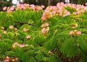 A bush with pink flowers and green leaves.