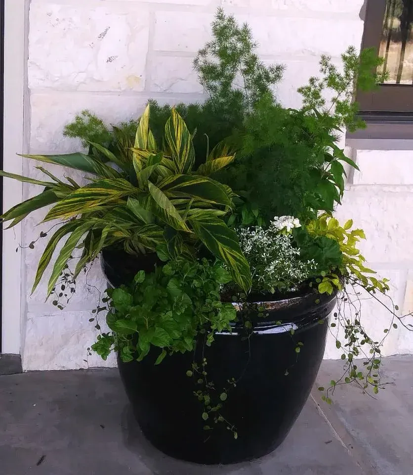 A black pot filled with lots of green plants and flowers