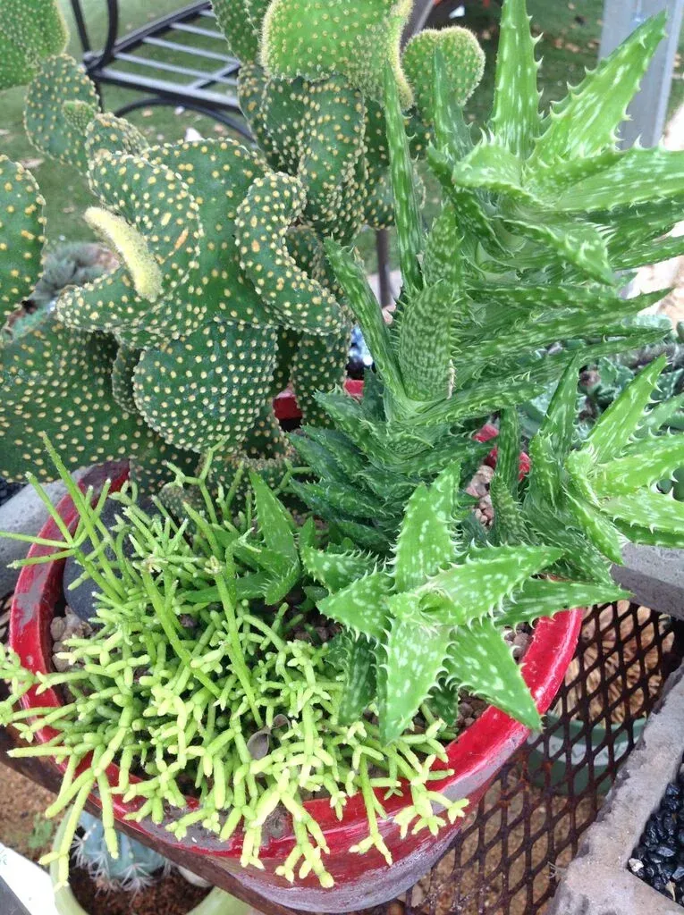 There are many different types of cactus plants in this pot.