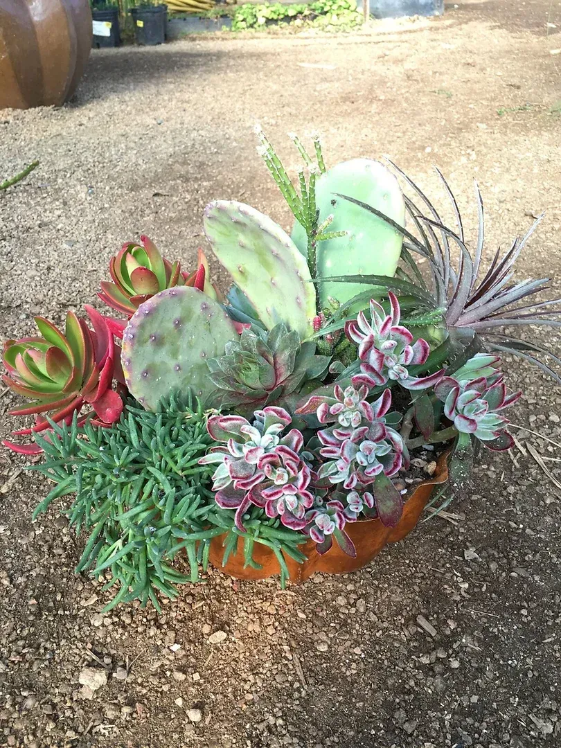 A bowl filled with succulents is sitting on the ground.