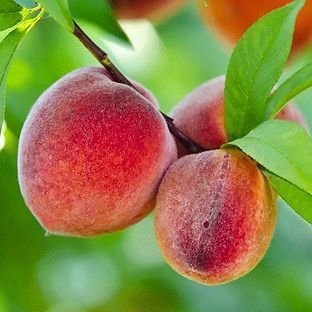 Three peaches are hanging from a tree branch.