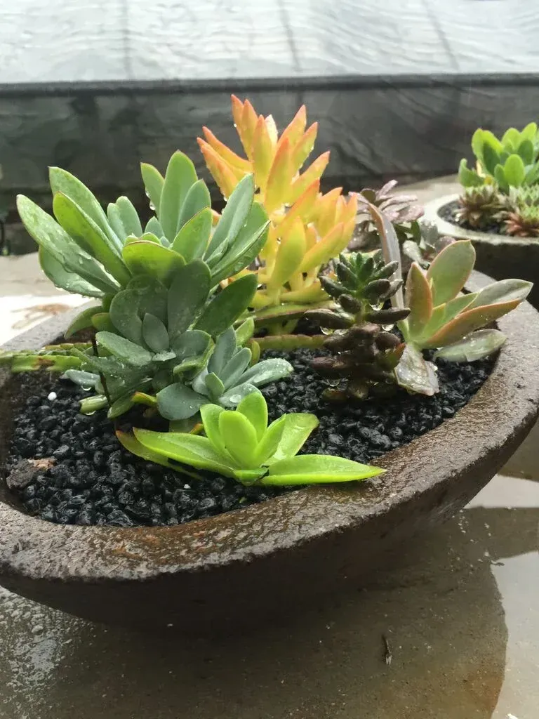 A bowl filled with a variety of succulent plants