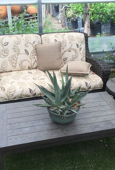 A potted plant is sitting on a wooden table next to a couch.