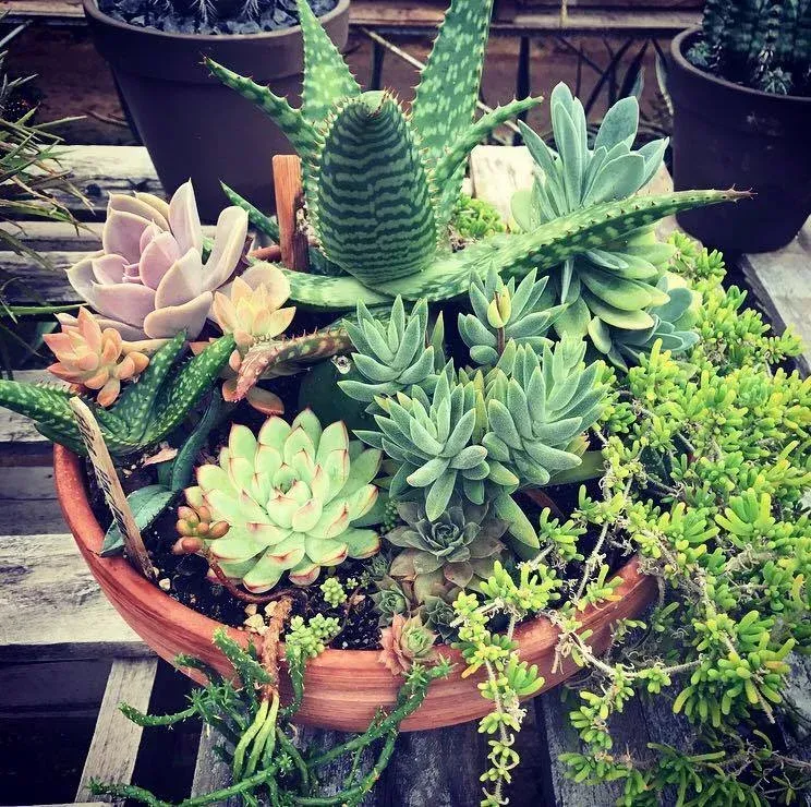 A pot filled with lots of different types of succulents