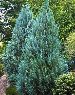 A blue cedar tree is growing in a garden.