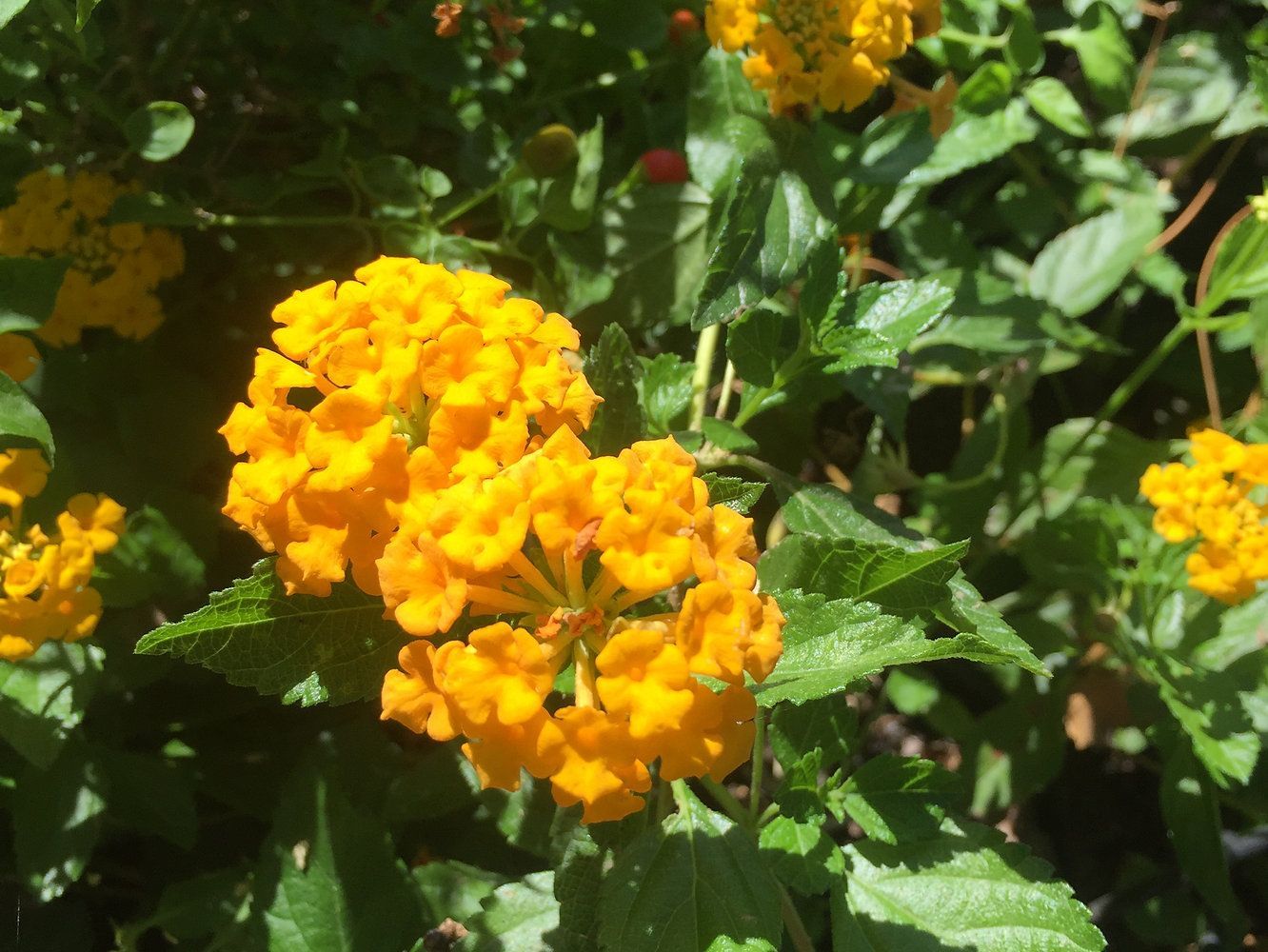 A bunch of yellow flowers are growing on a bush.