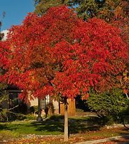 A tree with red leaves is in front of a house.