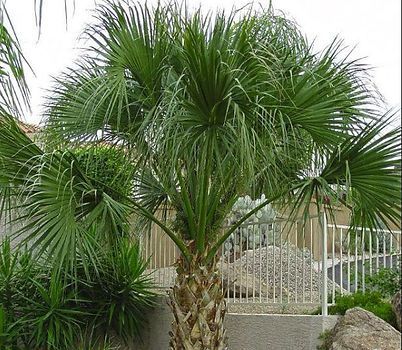 A palm tree is growing in front of a white fence.