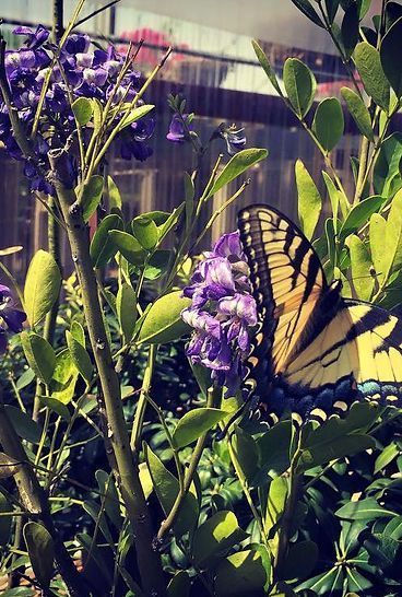 A butterfly is sitting on a purple flower in a garden