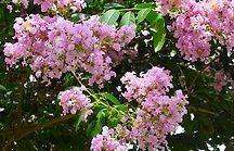 A tree with lots of purple flowers and green leaves.