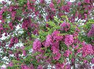 A tree with lots of purple flowers and green leaves.