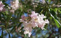 A close up of a tree with pink flowers and green leaves.