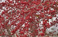 A tree with lots of red berries on it