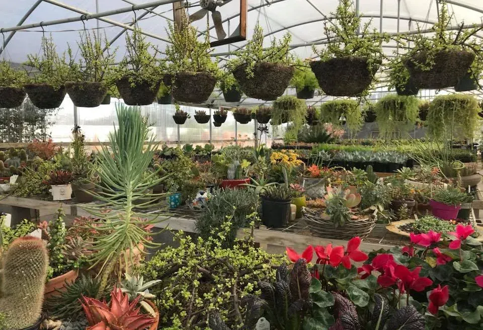 A greenhouse filled with lots of potted plants and hanging baskets.