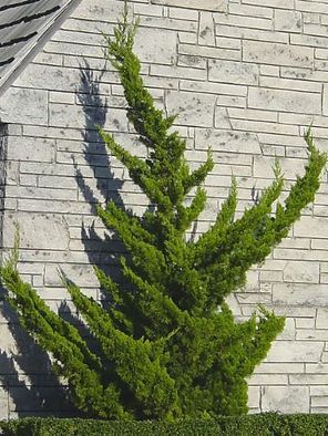 A tree is growing on the side of a brick building