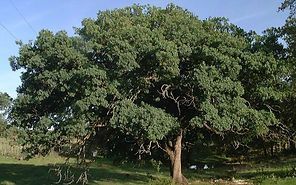 A large tree with lots of leaves is in the middle of a field.