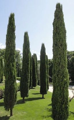 A row of tall trees in a park on a sunny day.