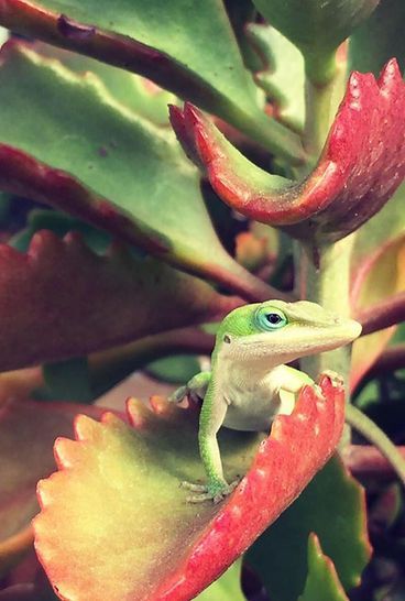 A green lizard is sitting on a red leaf