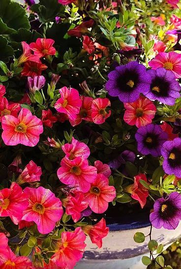 A bunch of pink and purple flowers are growing in a pot.