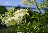 A close up of a plant with white flowers and green leaves.