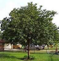 A large tree in a yard with a truck parked underneath it.