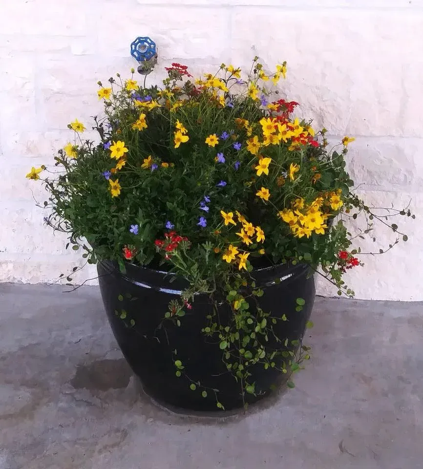 A black pot filled with yellow and red flowers