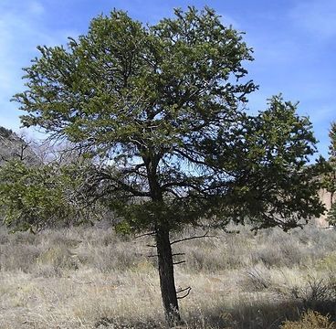 A tree in a field with a blue sky in the background