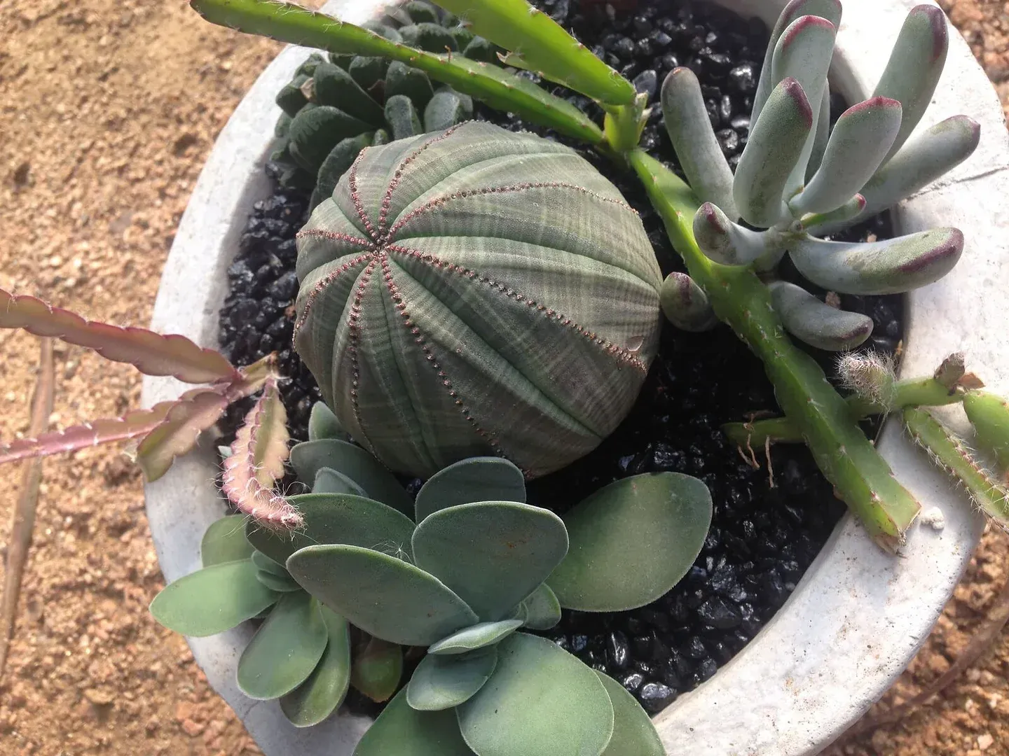 A pot filled with lots of different types of succulents.