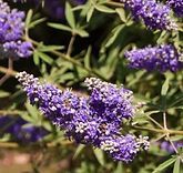 A close up of purple flowers on a bush with green leaves.