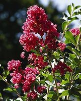 A close up of a bush with red flowers and green leaves.